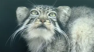 欧博在线入口 -%N誮(银h襔?鋓?D脓蜊U桤詒??丁Z的简单介绍